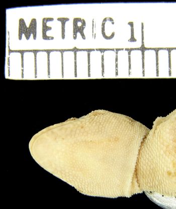 Media type: image;   Herpetology R-21923